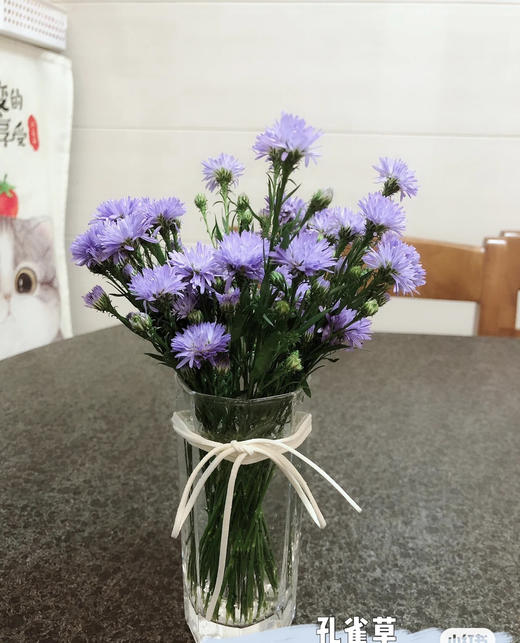 【每日福利】孔雀草  紫色 扎 商品图0