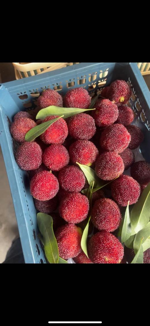 东魁杨梅中果3斤口感嫩甜水