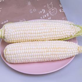 预订15元2根牛奶水果玉米