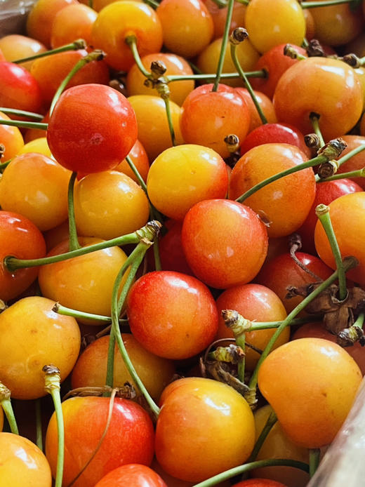 的蜜汁儿浓郁的樱桃鲜唯一一款不以脆取胜但粉丝依然无数的黄樱桃品种