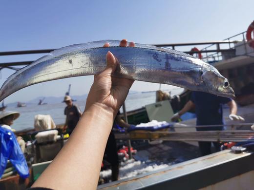 舟山 野生全鳞  钓带鱼 整条 商品图3