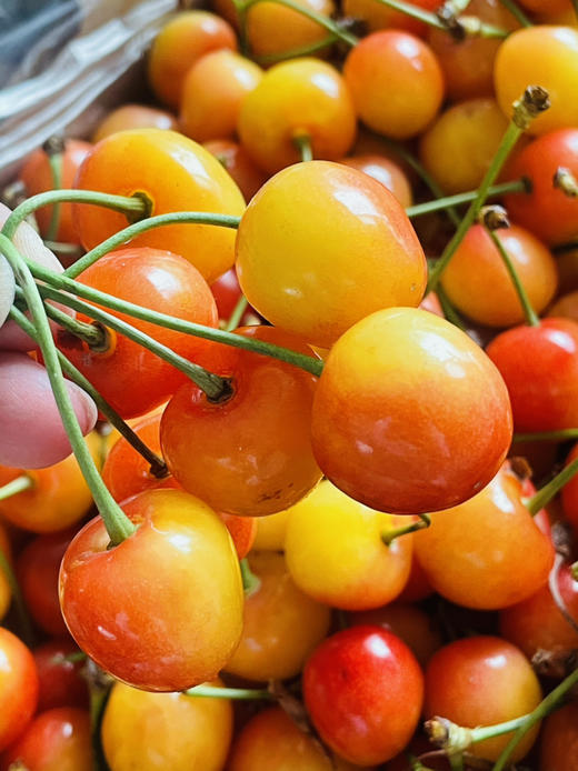 浓郁的樱桃鲜,唯一一款不以脆取胜但粉丝依然无数的黄樱桃品种