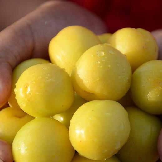 树熟新疆轮台小白杏3斤装 商品图1