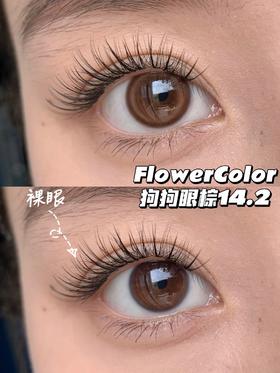 店主推荐丨狗狗眼棕·FlowerColor丨14.2mm（年抛/2片装)