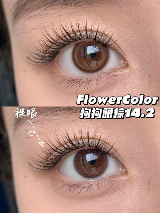 店主推荐丨狗狗眼棕·FlowerColor丨14.2mm（年抛/2片装) 商品图0