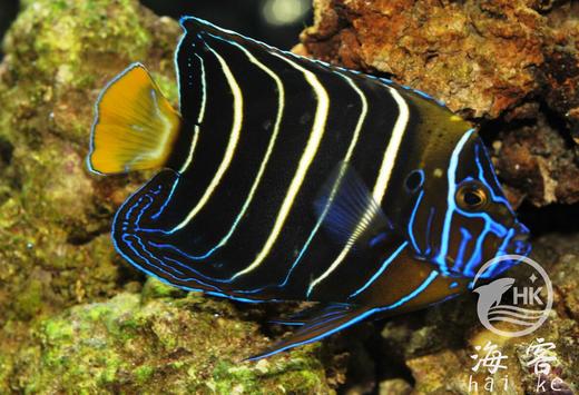 东非耳班神仙 商品图2