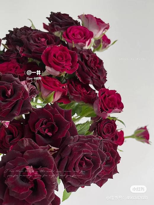 国产多头玫-【紫罗兰/小可爱】 商品图1