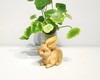 吉祥福兔°黄杨木摆件 商品缩略图2