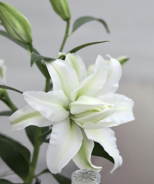 【精品百合】艾莎（浪漫之星）重瓣白色 3头 5枝/扎 商品图3