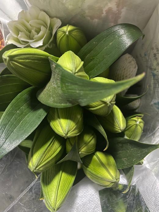 【精品百合】艾莎（浪漫之星）重瓣白色 3头 5枝/扎 商品图10