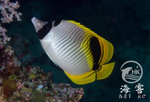 单印蝶 商品图1