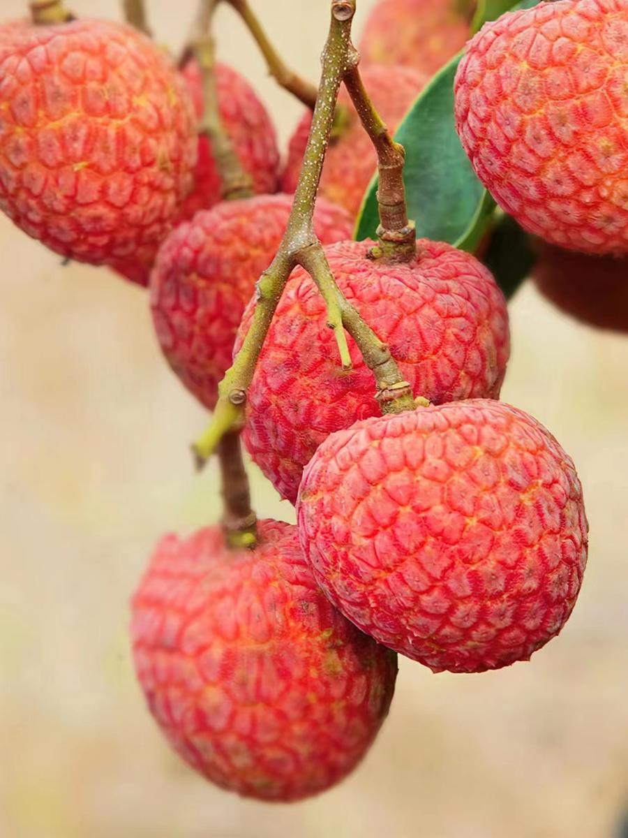 【老树白糖罂荔枝】正所谓,无荔枝不夏天 正值白糖罂荔枝时节赶紧来吃