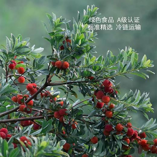 兰溪陶奉源东魁杨梅 商品图4