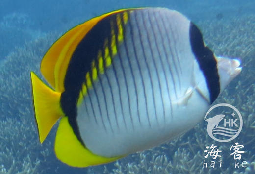 单印蝶 商品图0