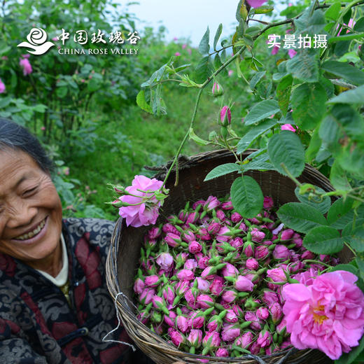 中国玫瑰谷 大朵花蕾茶 头水花 清晨带露采摘 干花茶 22年花期新品 商品图3