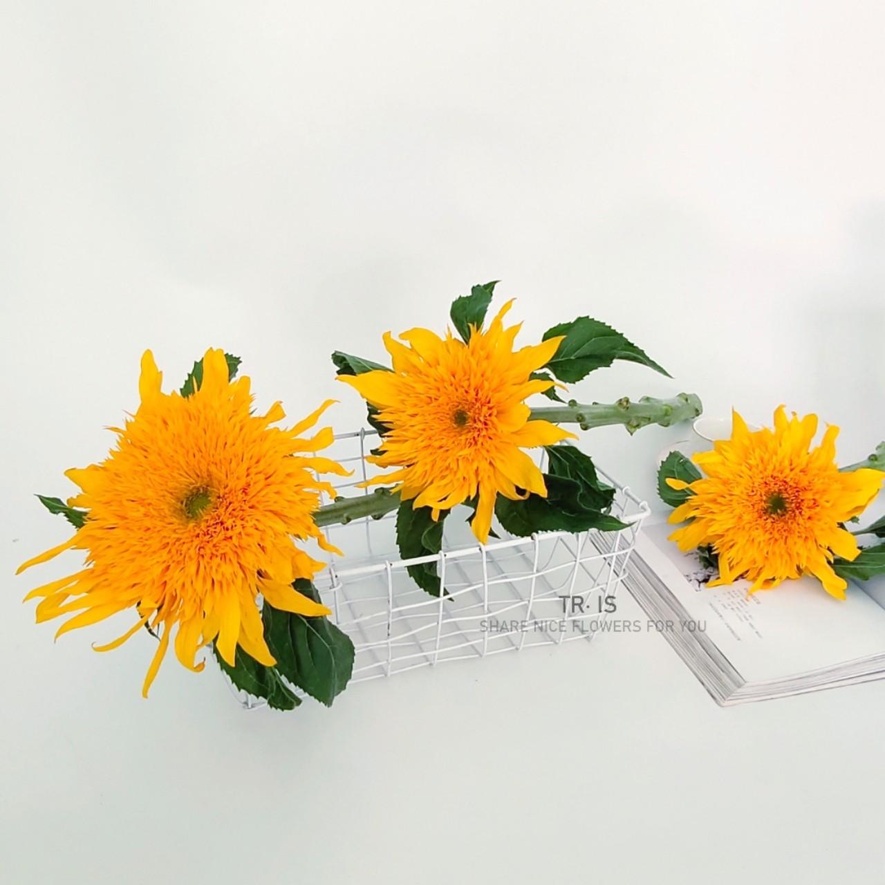 泰迪向日葵3支6支冷链包邮