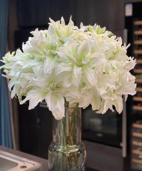 【精品百合】艾莎（浪漫之星）重瓣白色 3头 5枝/扎