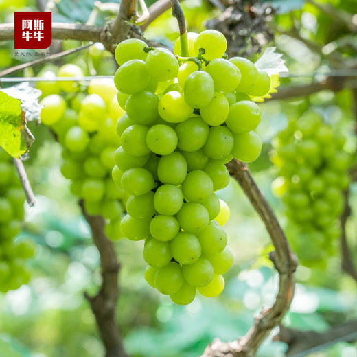 【青提届的爱马仕】阳光玫瑰香印晴王精品果3斤装 商品图3