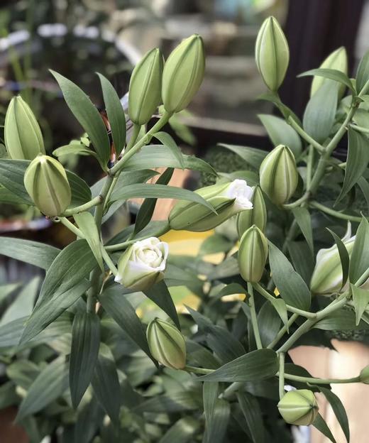 【精品百合】艾莎（浪漫之星）重瓣白色 3头 5枝/扎 商品图9