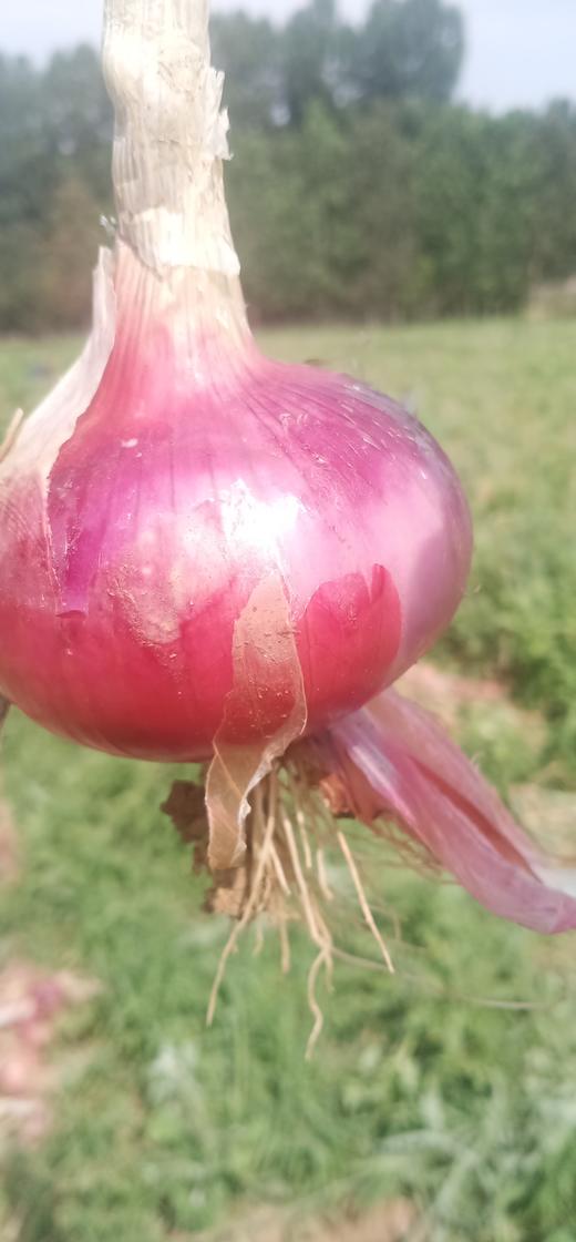 【助农】新鲜包菜//酵素零污染村庄东沁阳种植 商品图4