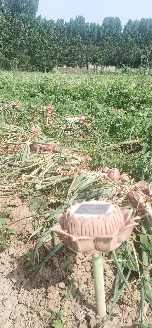 【助农】新鲜包菜//酵素零污染村庄东沁阳种植 商品图13