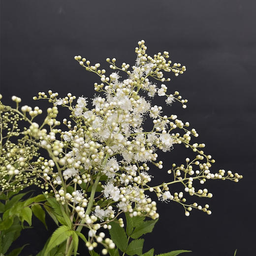 珍珠梅小众花材一扎3支 商品图6