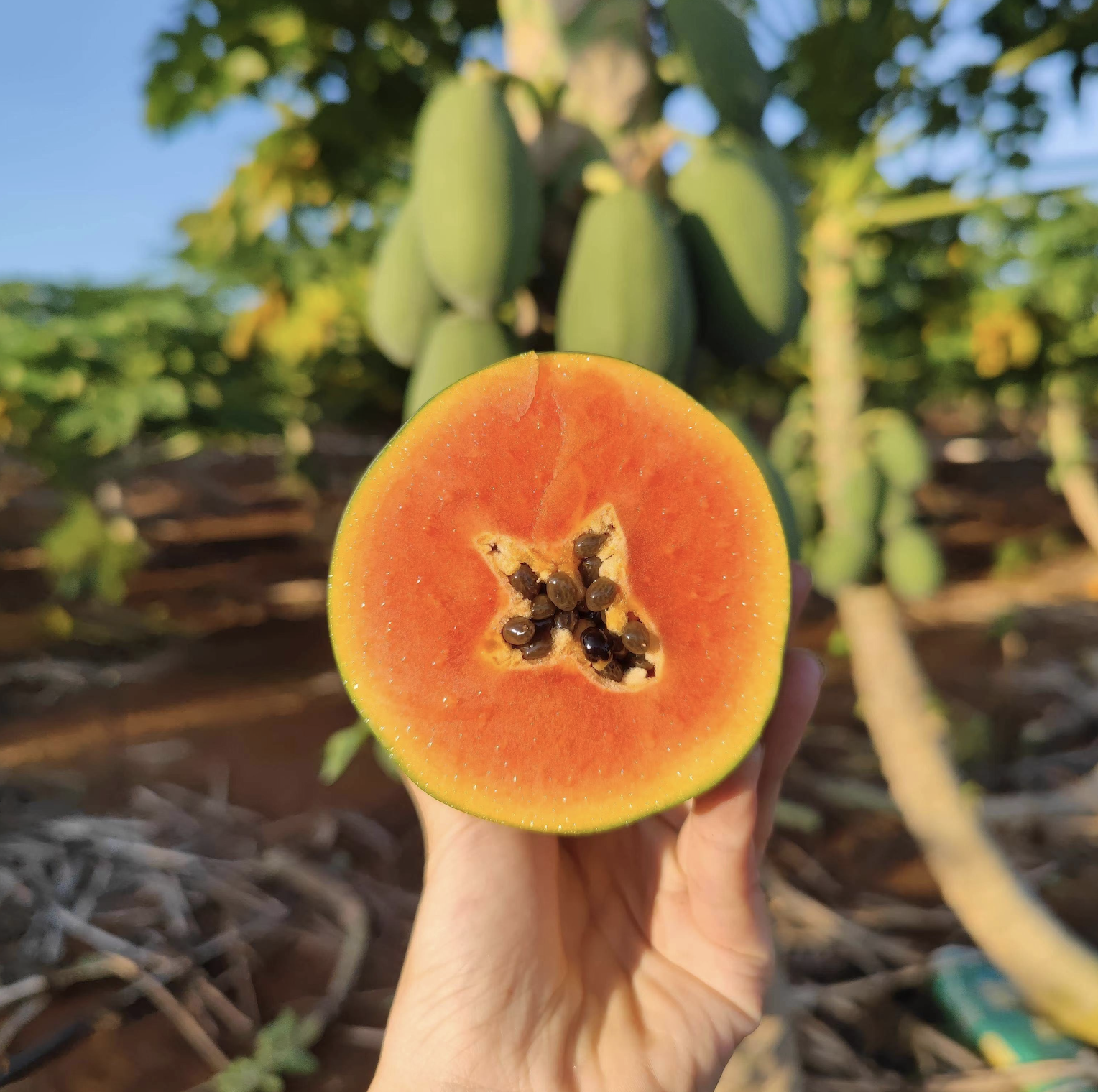 树上熟雷州冰糖红心木瓜、果肉香甜嫩滑、香气扑面、口感细腻