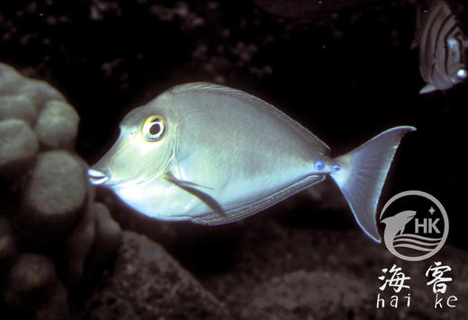 磕头吊 商品图0