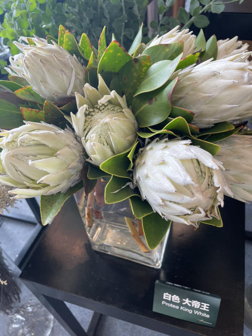 白帝王 北冰洋 单枝 商品图7