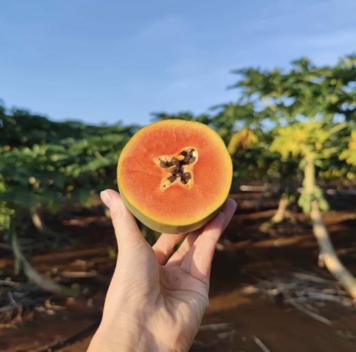 树上熟雷州冰糖红心木瓜、果肉香甜嫩滑、香气扑面、口感细腻 商品图2