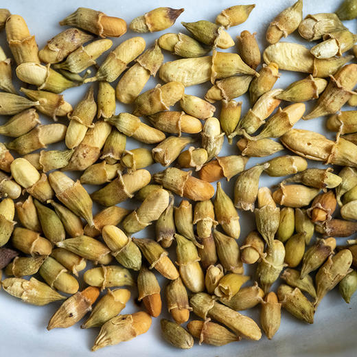 炙槐米茶 | 太行山国槐槐米，火炙去除偏性，袋泡更方便使用 商品图3