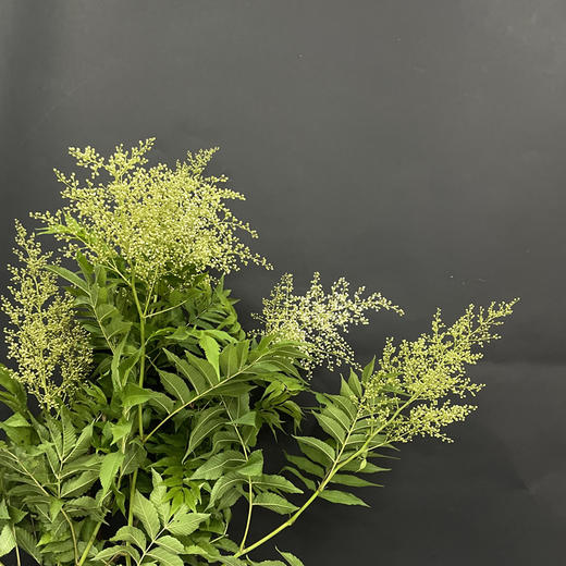 珍珠梅小众花材一扎3支 商品图5