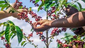 非洲咖啡产区——埃塞俄比亚