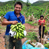 西双版纳高山威尼斯香蕉，生态种植，自然摧熟，口口粉糯香甜 商品缩略图6
