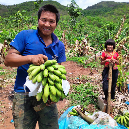 西双版纳高山威尼斯香蕉，生态种植，自然摧熟，口口粉糯香甜 商品图6