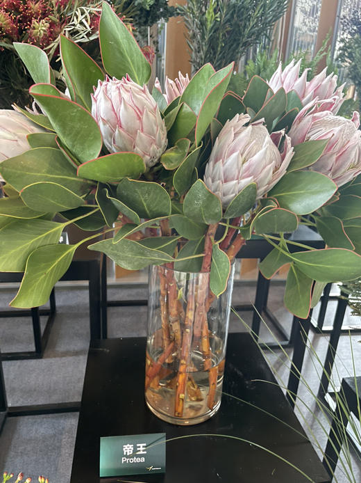 粉帝王 （希娜 ）粉色 单枝 商品图11