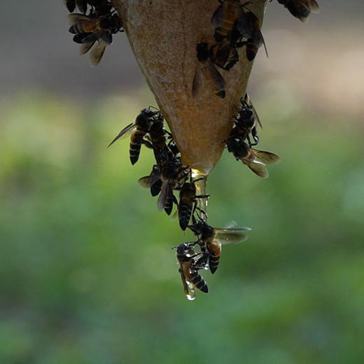人间喜物 云南西双版纳米团花黑蜂蜜、雨林崖蜜地理特产 商品图13