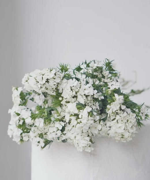 【长相思兮长相忆】相思梅（美女樱）多色可选  若干枝/扎 商品图3