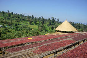 非洲咖啡产区——布隆迪