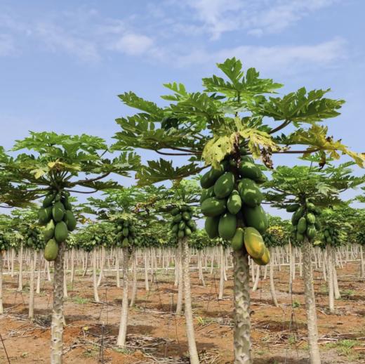树上熟雷州冰糖红心木瓜、果肉香甜嫩滑、香气扑面、口感细腻 商品图3