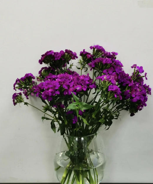 【长相思兮长相忆】相思梅（美女樱）多色可选  若干枝/扎 商品图2