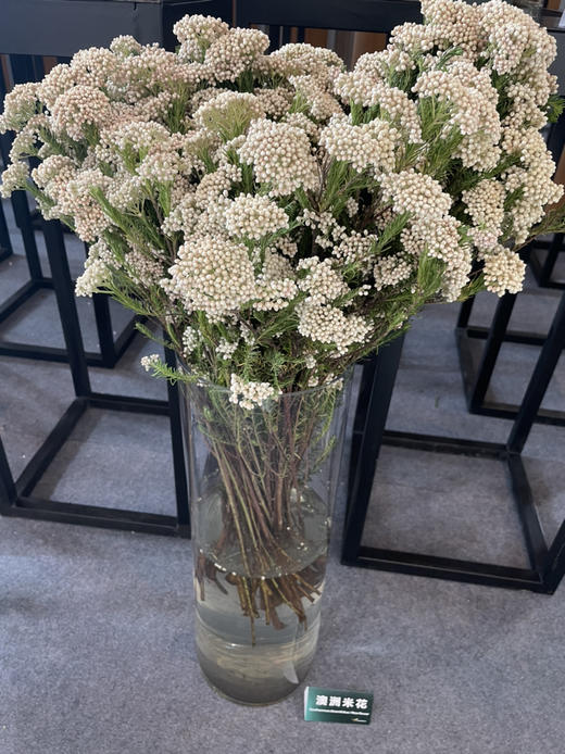 【米花】 白色 约8-10枝/扎 商品图5