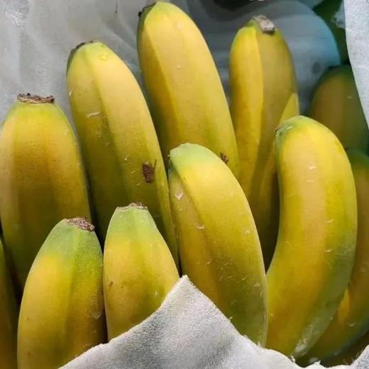 西双版纳高山威尼斯香蕉，生态种植，自然摧熟，口口粉糯香甜 商品图5