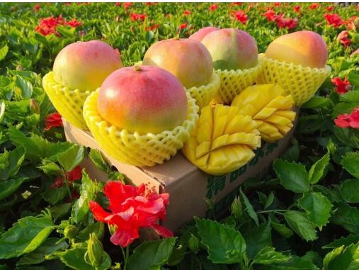 云南苹果芒 商品图0