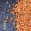 云南迪庆香格里拉特产红藜麦米500g/盒 商品缩略图4