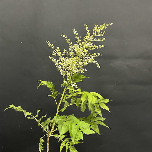 珍珠梅小众花材一扎3支 商品图7