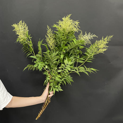 珍珠梅小众花材一扎3支 商品图9