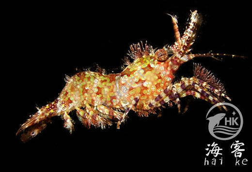 假绵阳虾 商品图1