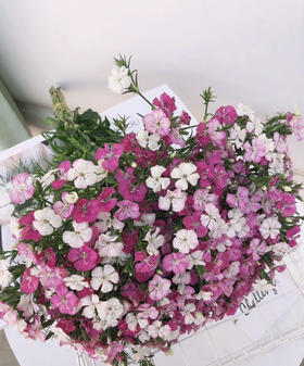 【长相思兮长相忆】相思梅（美女樱）多色可选  若干枝/扎