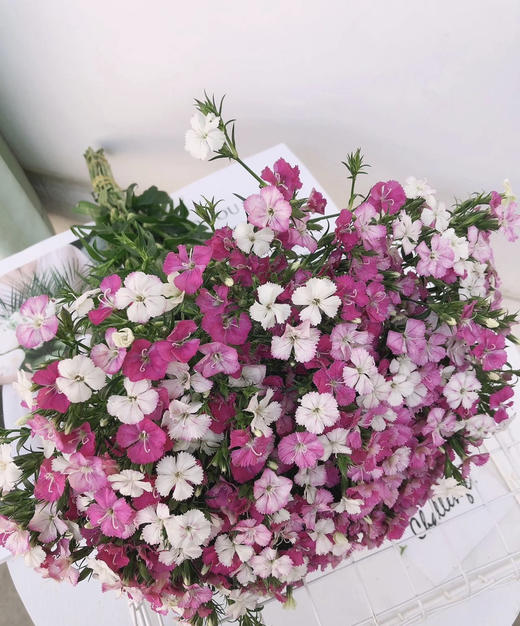 【长相思兮长相忆】相思梅（美女樱）多色可选  若干枝/扎 商品图0